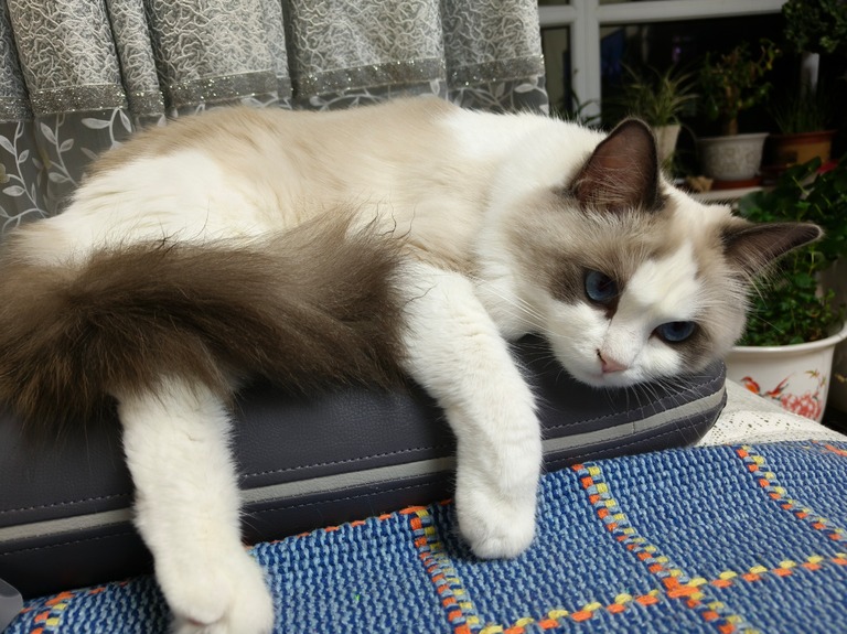 浏览器从人的工具变成智能体操作数字世界的手
